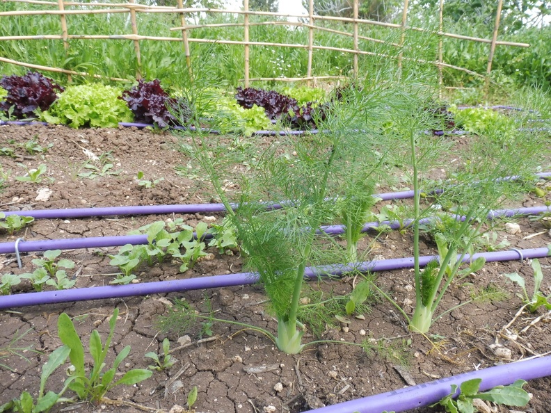 veg-garden-2017-04-01-007.JPG