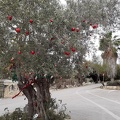 2021-12-olivexmastree-002.jpg