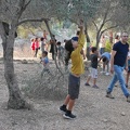 2022-10-27-PS-olive-picking-13