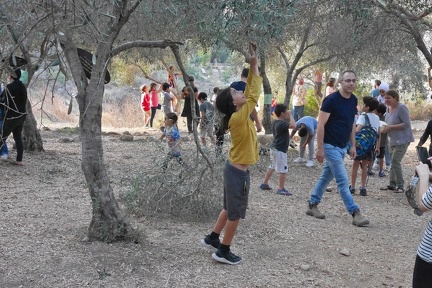 2022-10-27-PS-olive-picking-13